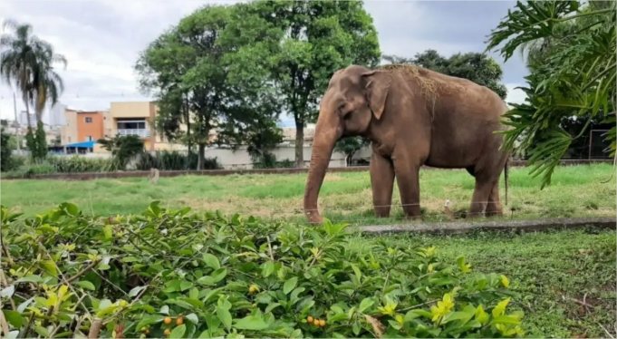 Justiça de SP reforça transferência de elefante Sandro para Chapada dos Guimarães
