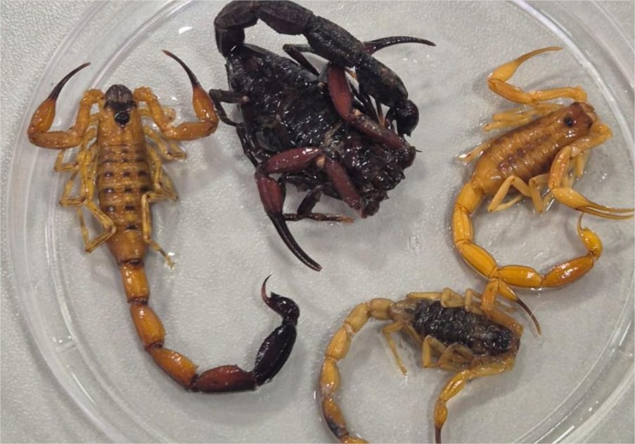 SES-MT capacita equipes de saúde para prevenção a aranhas e escorpiões