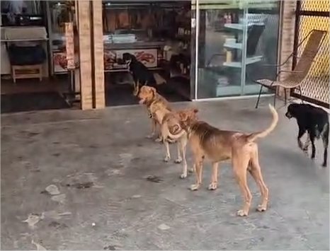 Cães reeditam a ‘fila do ossinho’ em açougue do CPA 3 e viram notícia; veja vídeo