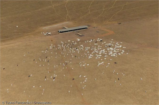 Gado criado ilegalmente em terra indígena de MT abasteceu frigoríficos, denuncia Greenpeace