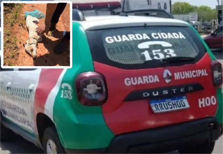 Suspeito de espancar cachorro até a morte tenta fugir e acaba preso