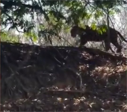 Ana Castela flagra onça-pintada durante visita ao Pantanal de MT com Zé Felipe e família; vídeo