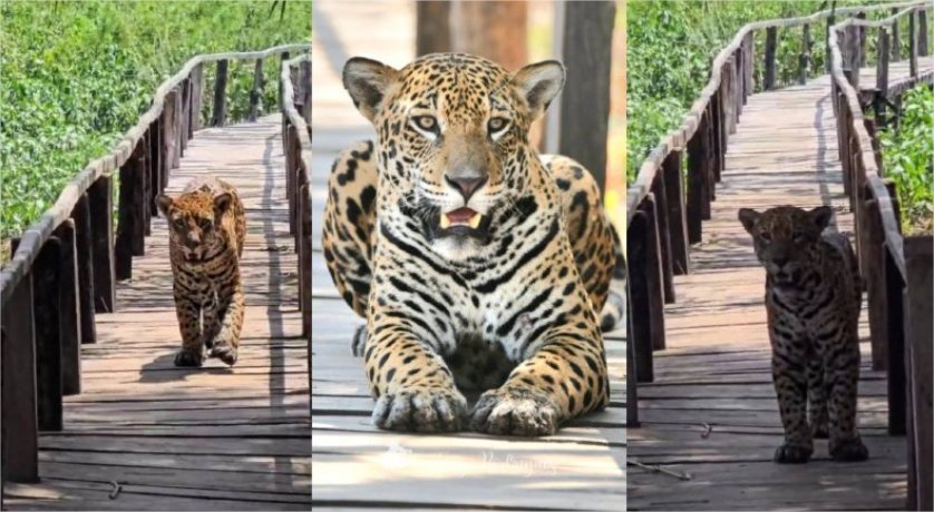 Vídeo: Onça-pintada surpreende turistas em pousada no Pantanal