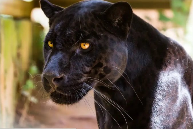 Onça ‘fantasma’: pesquisadores buscam lenda em Chapada dos Guimarães