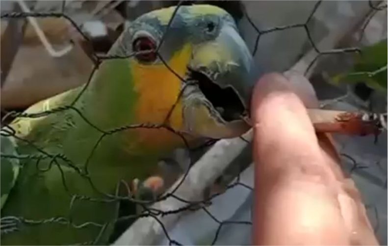 Polícia prende homem acusado de dar maconha a papagaios em VG