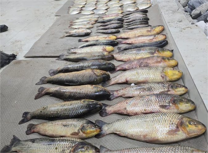 Motorista é preso com ‘carrão’ abarrotado de pescado irregular na rodovia Cuiabá-Leverger