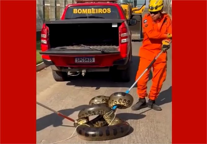 Sucuri com cerca de 5 metros é resgatada em pátio de empresa, em MT; veja vídeo