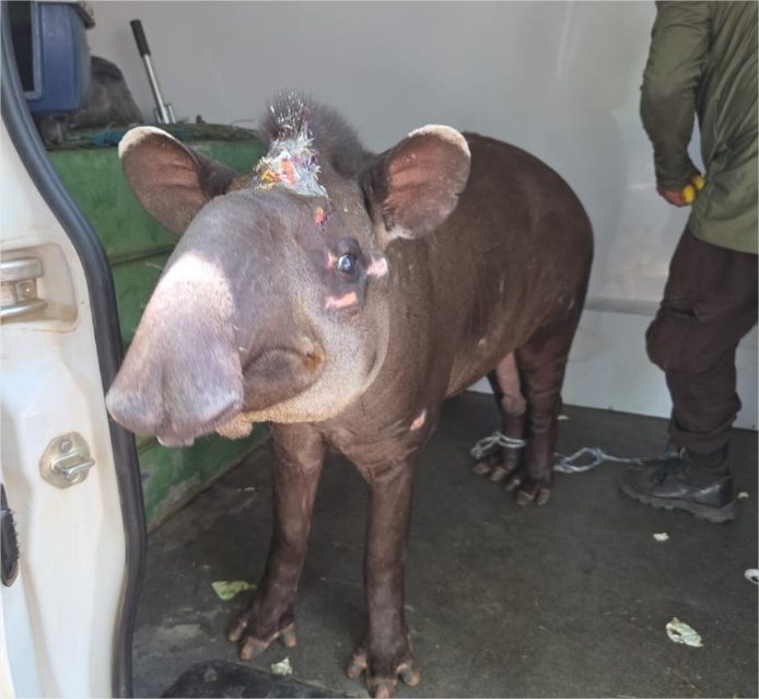 Sema aproxima casal de antas para possível reprodução em Santo Antônio de Leverger