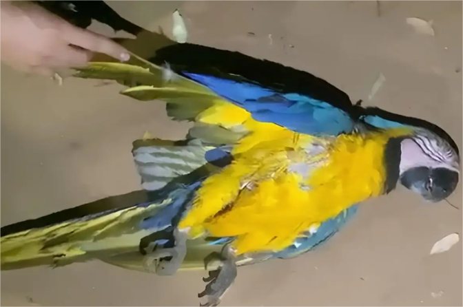 Arara morre após atingir fiação e deixar bairro sem energia em Lucas do Rio Verde