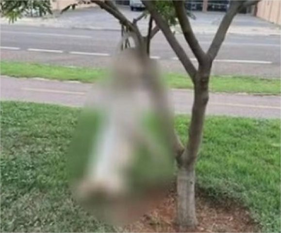 Pitbull é encontrado enforcado em avenida de Sorriso; polícia investiga