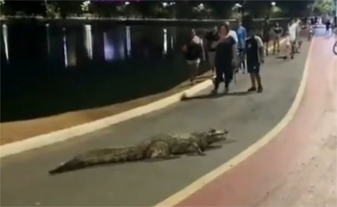 Prefeitura elabora protocolo de segurança para visitação em parques após repercussão de vídeo com jacaré