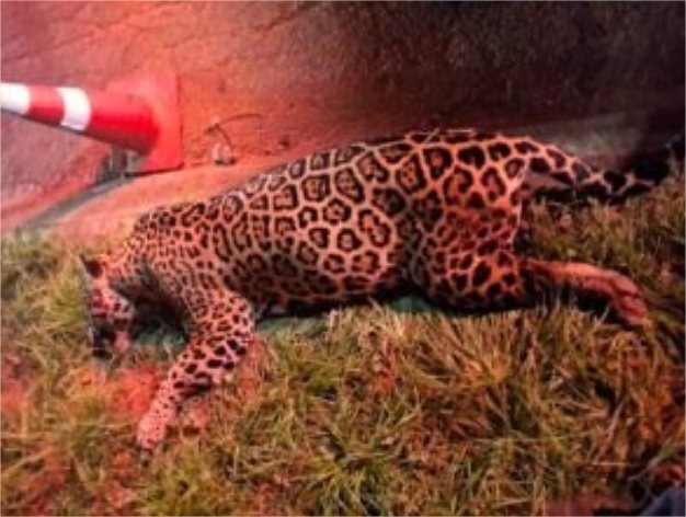 Onça-pintada tenta atravessar rodovia e morre atropelada em MT