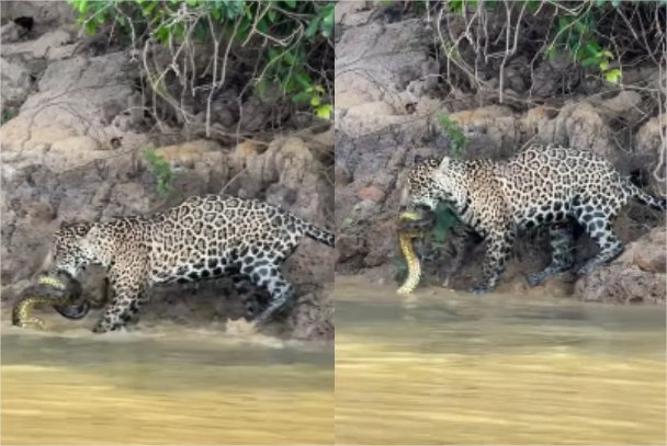 Onça-pintada é flagrada capturando sucuri em rio no Pantanal; veja vídeo