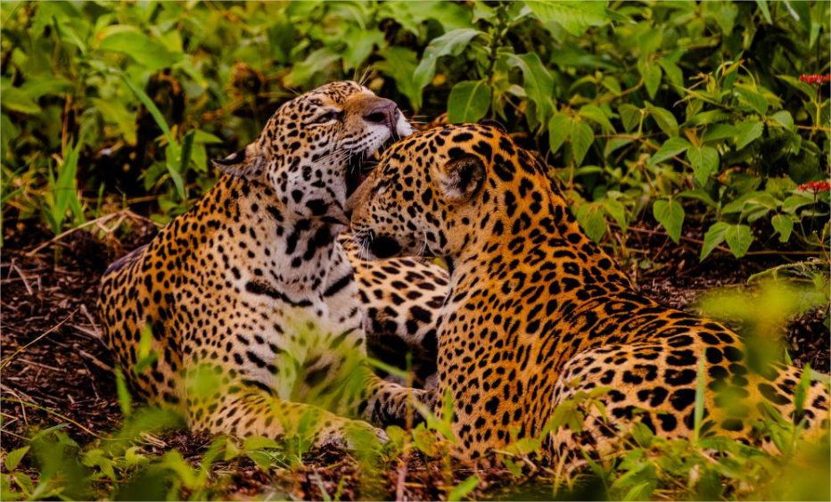 Embratur destaca Pantanal e Mato Grosso como potências do turismo brasileiro