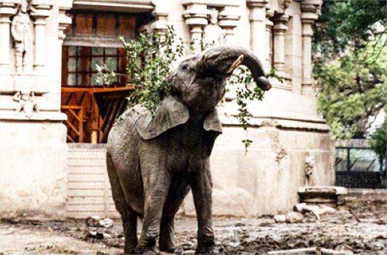 Elefanta resgatada na Argentina, morre no santuário de Chapada dos Guimarães