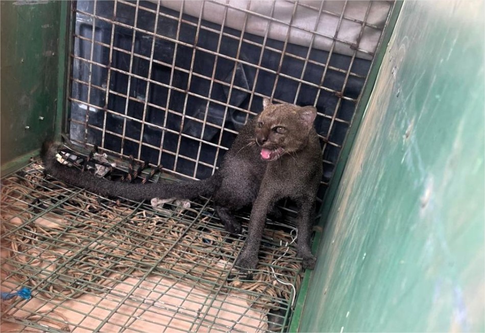 Moradora confunde gato-do-mato com ‘onça preta’ e aciona PM em Cuiabá
