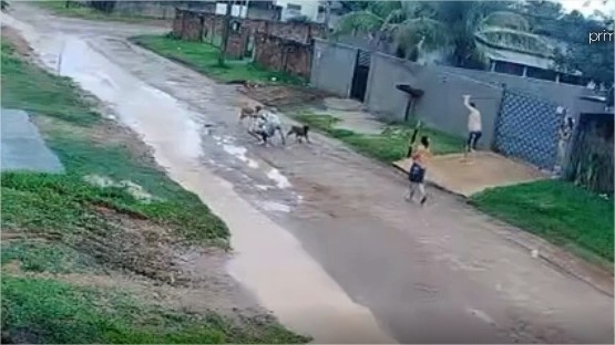 Idoso atacado por cães em Comodoro tem perna dilacerada e leva 45 pontos; vídeo