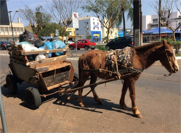Vereador quer proibir carroças de circularem pelas ruas de Várzea Grande