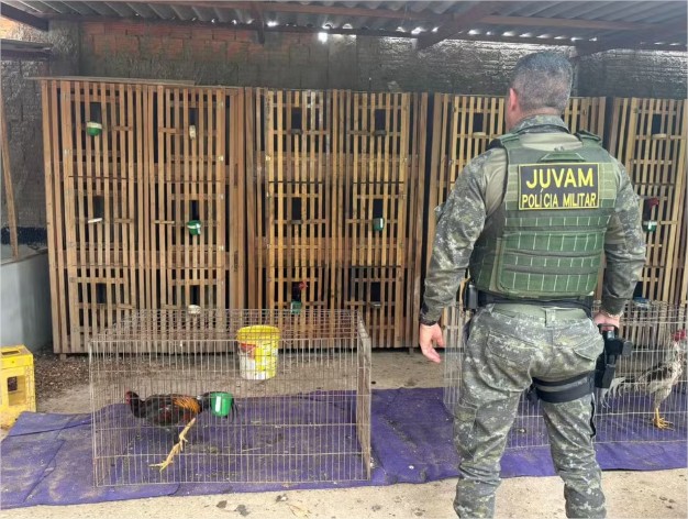 Juizado Ambiental flagra rinha de galos em residência em Cuiabá