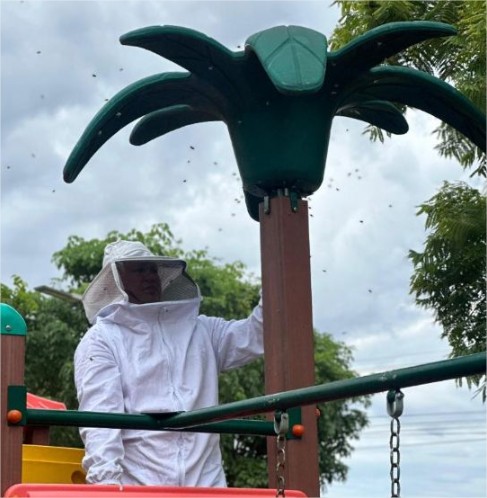 Ocorrências com insetos agressivos disparam 55% e já superam todo o ano de 2024 em MT