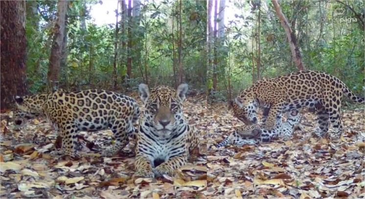 39 onças-pintadas são identificadas em reserva no Pantanal