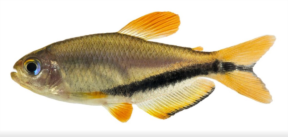 Espécie de peixe raro colorido é descoberta em rio de MT; saiba mais