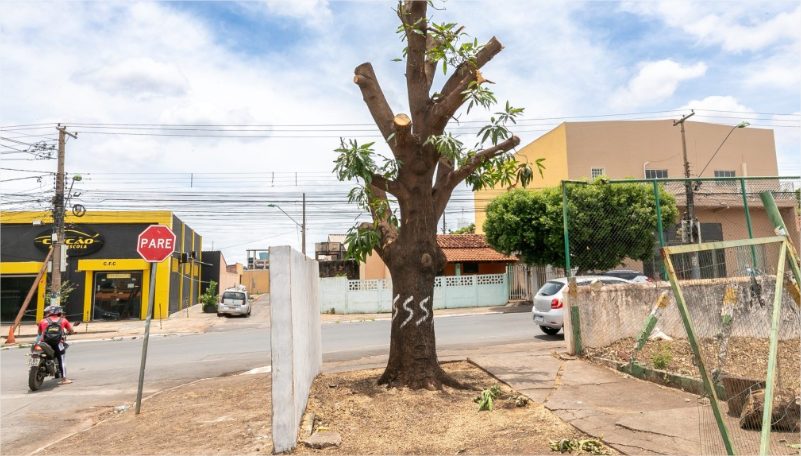 Empresário vai responder criminalmente por suspeita de mandar podar árvore