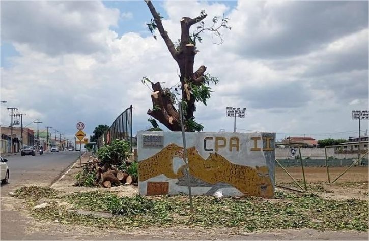 Moradores se revoltam com poda de mangueira antiga no CPA II, em Cuiabá