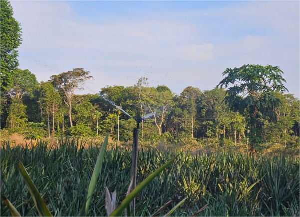 SEAF leva informações sobre o programa Floresta + Amazônia a produtores de Diamantino