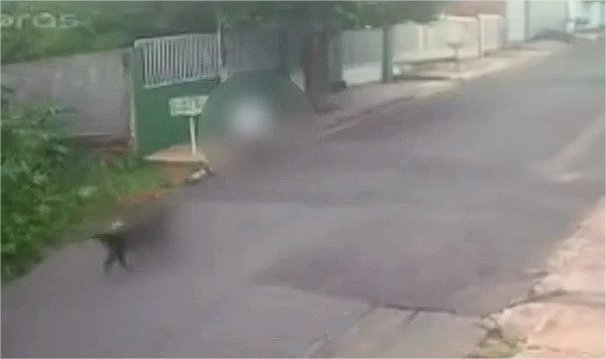 Morador é suspeito de soltar cachorro para atacar e matar gato em Cuiabá; vídeo