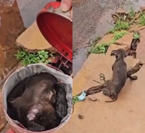Garis salvam cachorro jogado no lixo instantes antes de ser triturado; veja vídeo