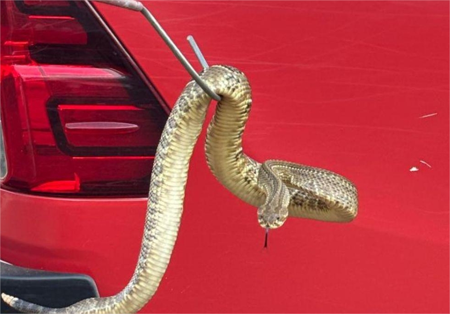 Bombeiros capturam cascavel em avenida central em cidade de MT