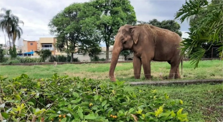 Ibama autua zoológico de São Paulo e reforça necessidade de transferência de elefante para MT