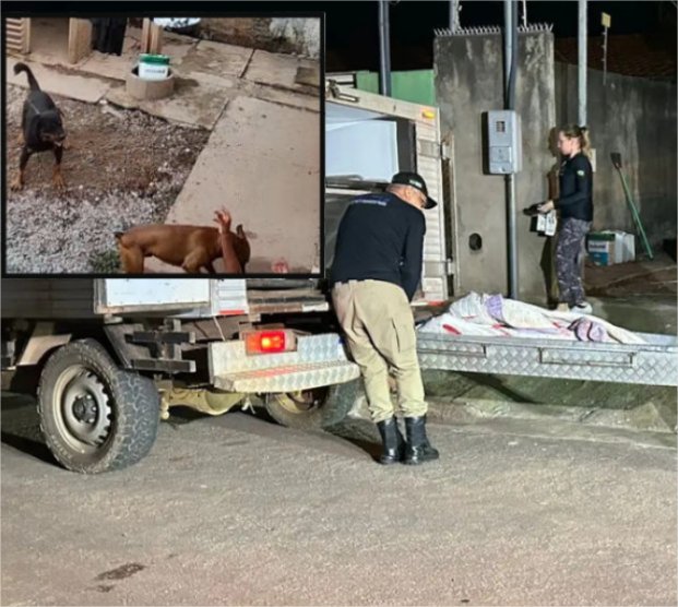 Vídeo: Idosa é atacada e morta pelos próprios cães em Várzea Grande; imagens fortes