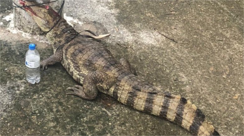 Filhote de jacaré é espancado e amarrado em poste; vídeo