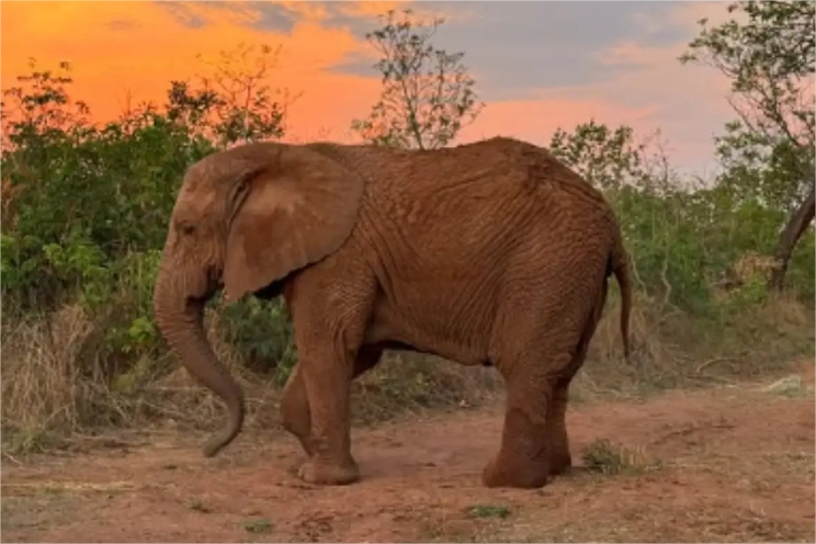 Elefanta Kenya morre cinco meses após chegada ao Santuário de MT