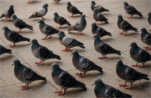 Pombos já mataram três pessoas no estado este ano, sendo duas só em Cuiabá