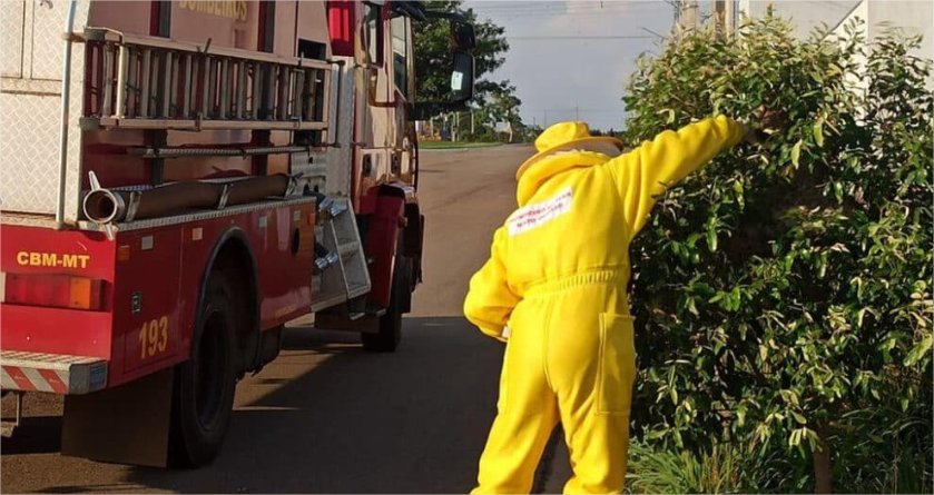 Ataque de abelhas provoca morte de trabalhador em Mato Grosso