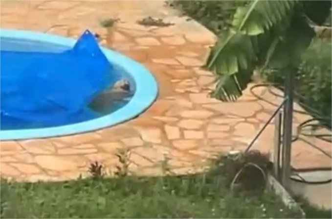 Vídeo: Cachorro é salvo de afogamento em piscina após vizinha acionar bombeiros em MT