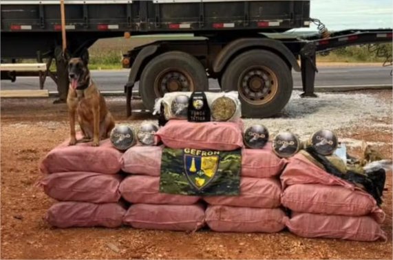 Caminhoneiro é preso após cães localizarem 400 kg de maconha em carreta em MT