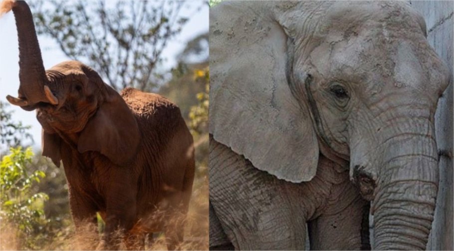 Sema proíbe entrada de novos elefantes em Santuário de Chapada dos Guimarães
