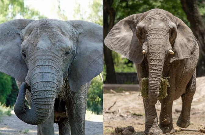 Sema proíbe Santuário de Elefantes em Mato Grosso de receber novos animais