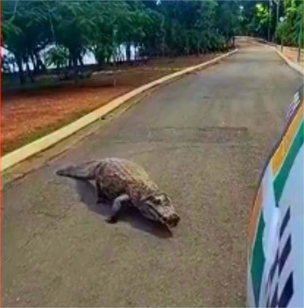 Jacaré ‘Celso’ persegue viatura em parque de Cuiabá: ‘não pode ver giroflex que vem correndo