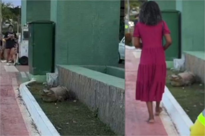 Distraída, mulher passa do lado de jacaré no Parque das Águas e se assusta ao ser alertada; vídeo