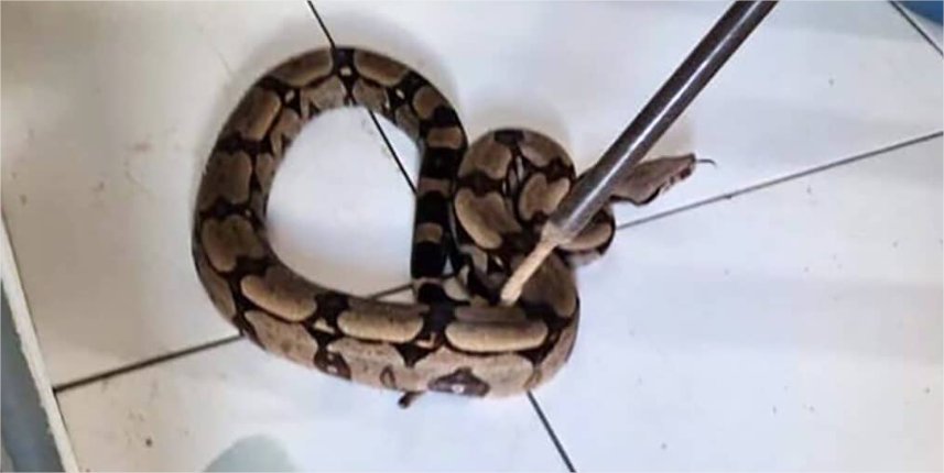 Jiboia é encontrada dentro de casa em cidade de MT e capturada por bombeiros