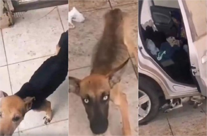 Cães são encontrados esqueléticos após 20 dias de abandono em Cuiabá; veja vídeo