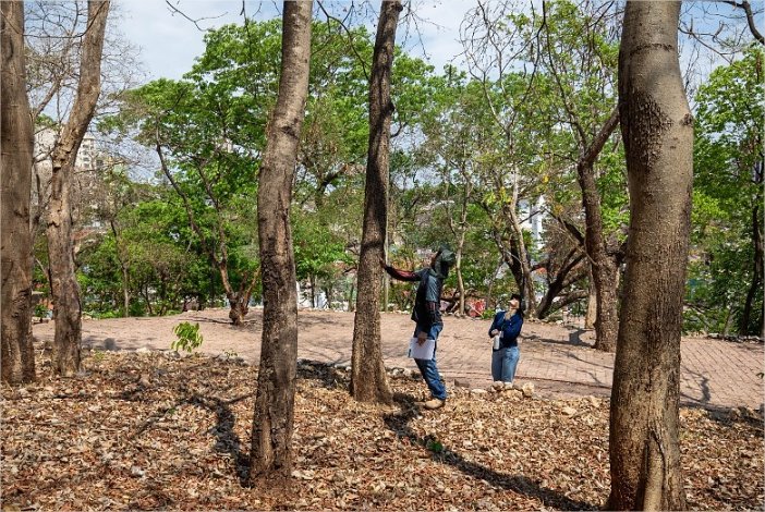 Secretário confirma avanço do jardim botânico no Morro da Luz; veja vídeo
