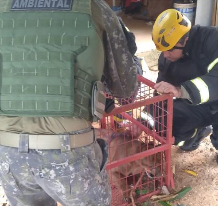 Moradores são surpreendidos ao encontrar onça-parda na lavanderia de casa