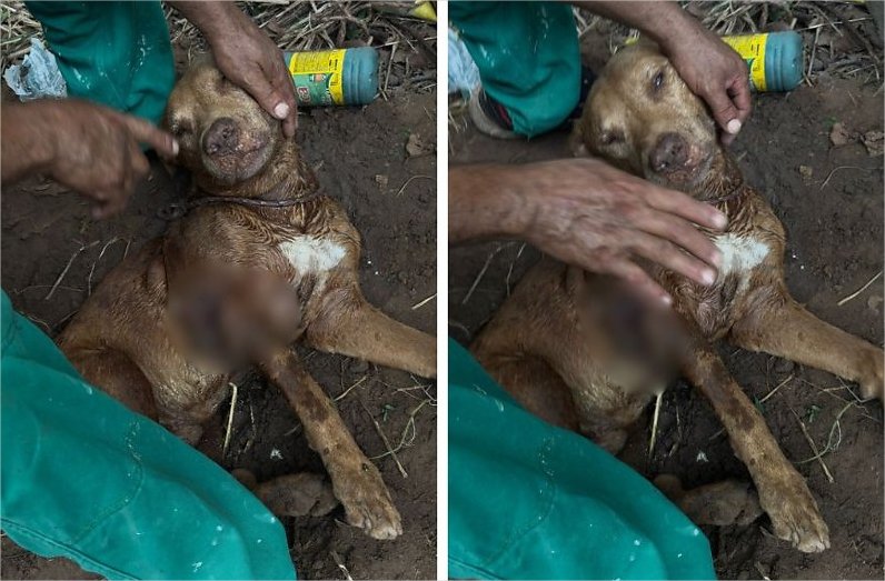 Pit bull é resgatado após ser enterrado vivo em em Cuiabá; dona acaba presa