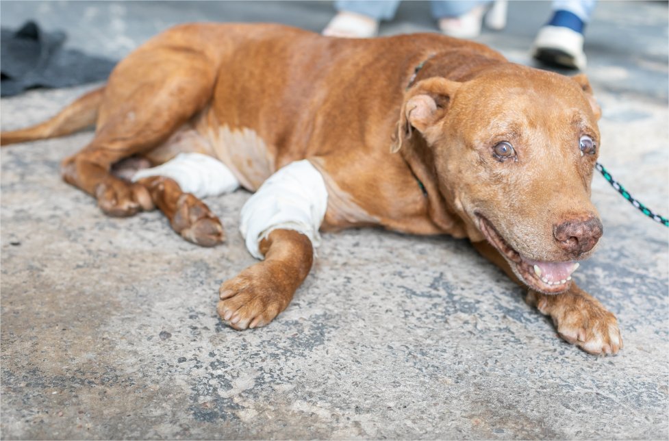 Homem que enterrou pitbull vivo se apresenta à polícia e apresenta defesa